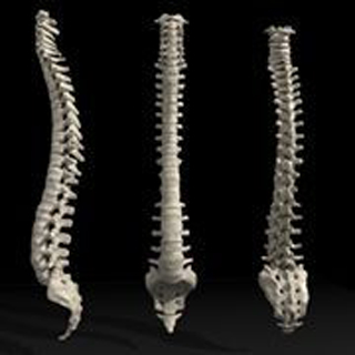 Contemporary Orthopaedics and Spinal Services - Doctors
